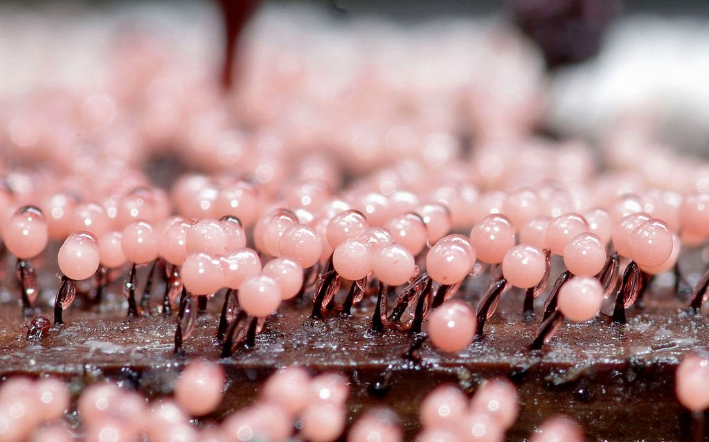 Lamproderma arcyrionema